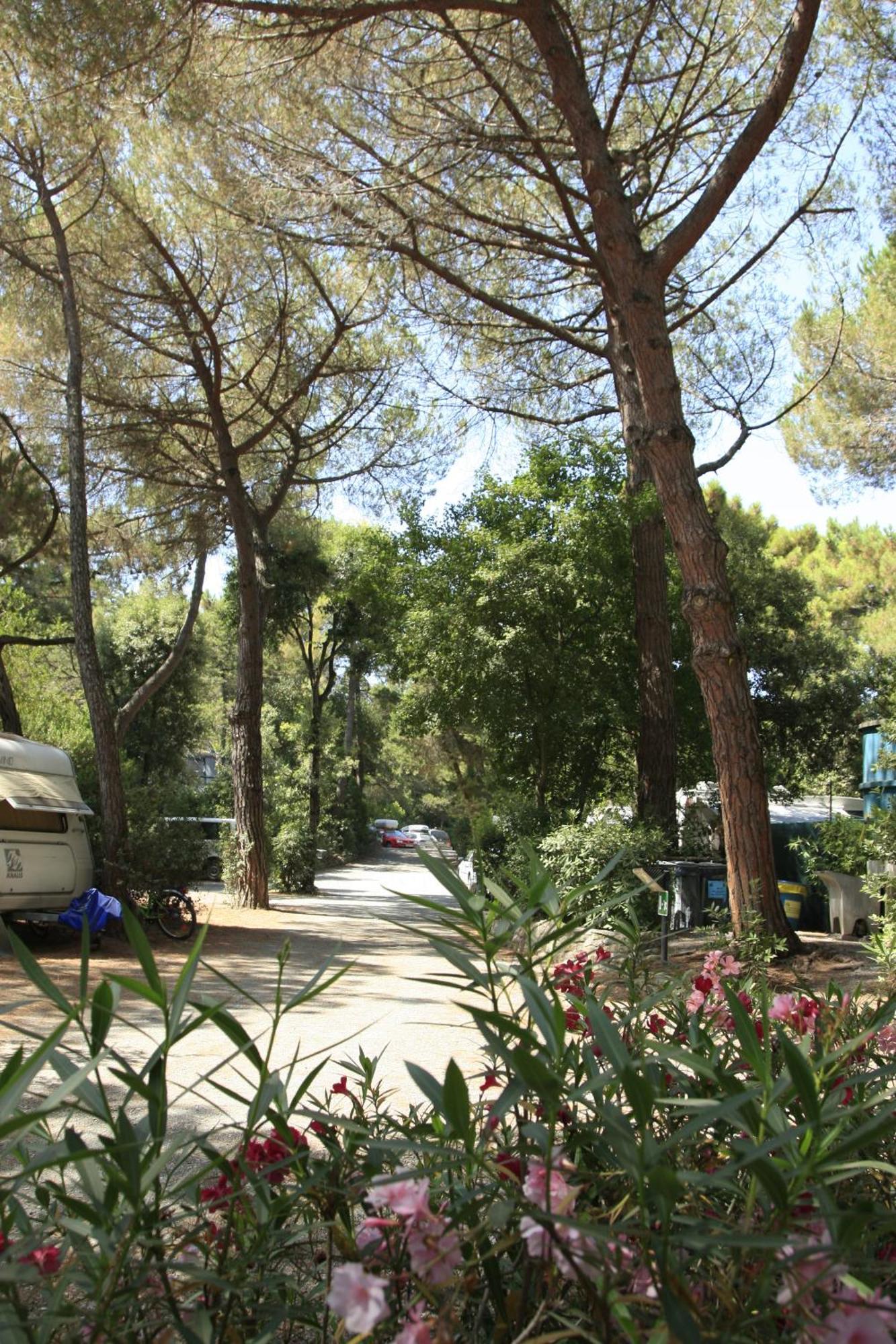 Camping Casa Di Caccia Marina Di Bibbona Exterior foto